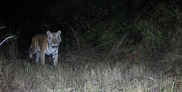 First camera trap evidence confirms tiger presence in D’Ering Sanctuary