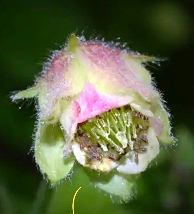 Rare Himalayan plant rediscovered in Arunachal after 120 years