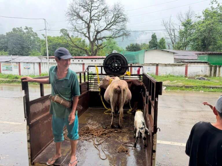 21 stray animals seized during enforcement drive in Daporijo