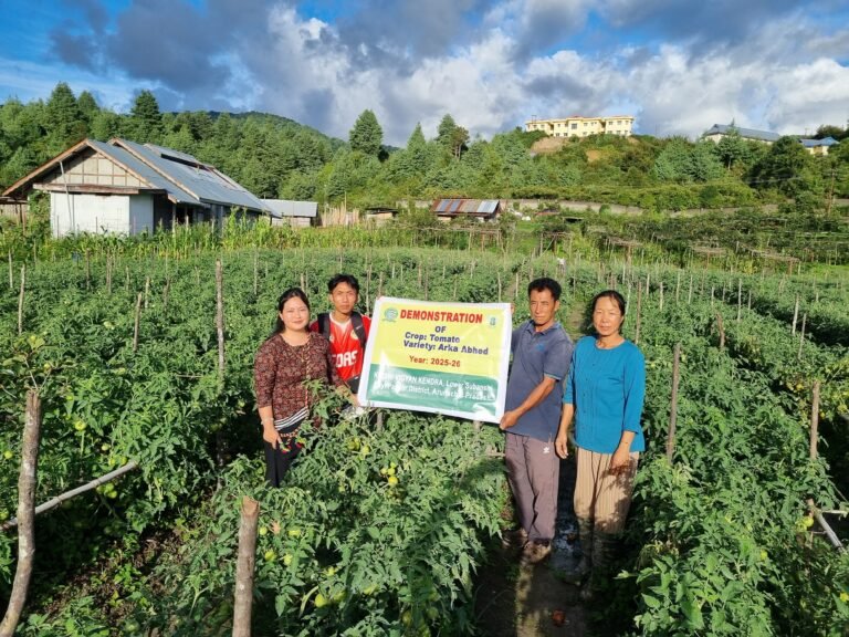 Arka Abhed tomato variety boosts yields for Lower Subansiri farmers